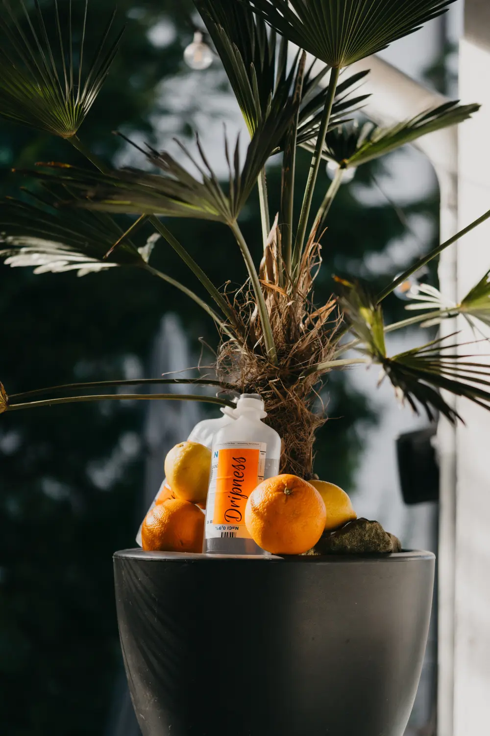 Dripness - Tropfflaschen und Orangen in einem Blumentopf